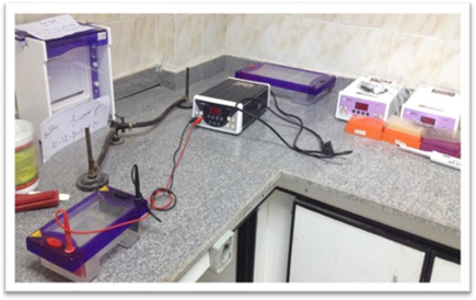 Gel documentation system